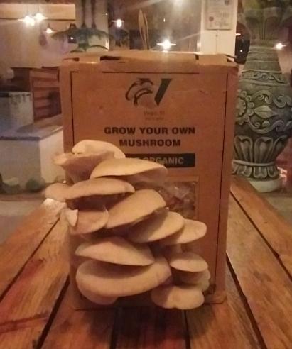 Grow Your Own Mushroom kit by Vego.fit